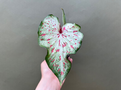 Caladium Gingerland