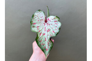 Caladium Gingerland