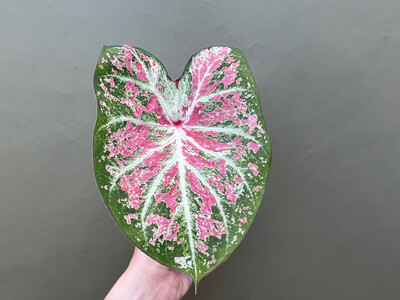 Caladium Pink Cloud 