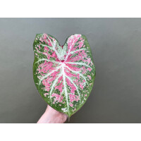 Caladium Pink Cloud