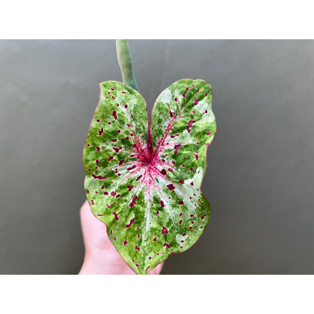 Caladium Miss Muffet