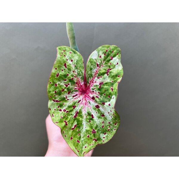 Caladium Miss Muffet