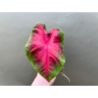 Caladium Freida Hemple