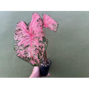 Caladium Pink Beauty