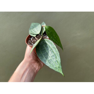 Hoya macrophylla green