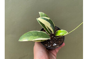Hoya acuta albo variegata