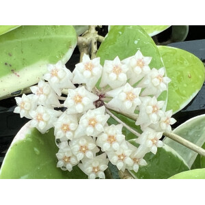 Hoya acuta albo variegata