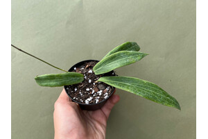 Hoya bodenii rare