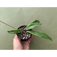 Hoya bordenii selten