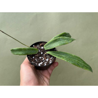 Hoya bordenii selten