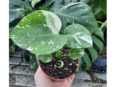 Avenue 60 Monstera Deliciosa Thai Constellation  