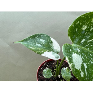 Monstera Thai Constellation