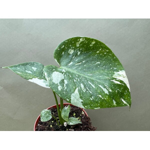 Monstera Thai Constellation