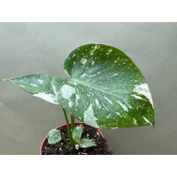 Monstera Thai Constellation