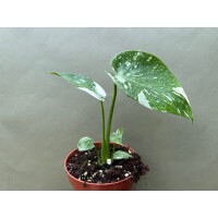 Monstera Thai Constellation