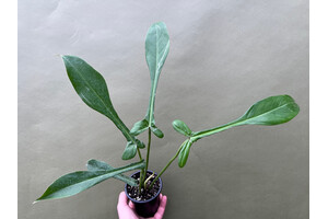 Philodendron Joepii rare