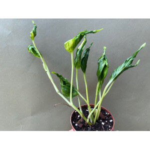 Epipremnum Shangri La