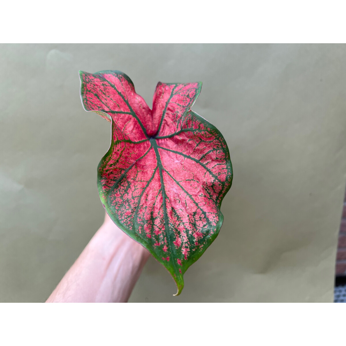 Caladium Festivia