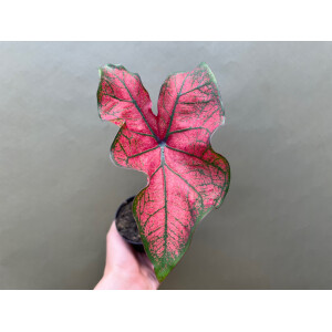 Caladium Festivia