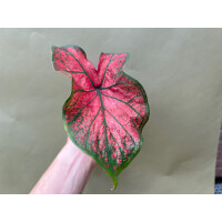 Caladium Festivia