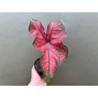 Caladium Festivia