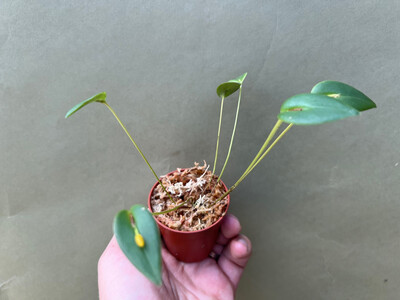 Pleurothallis inornata