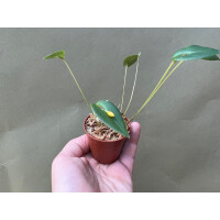 Pleurothallis inornata