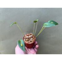 Pleurothallis inornata