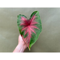 Caladium Blaze