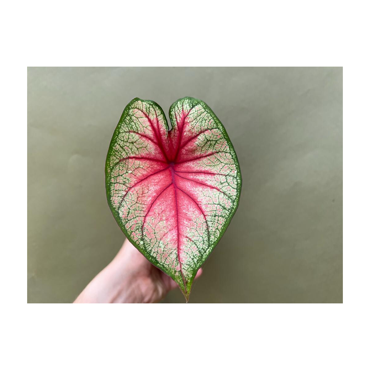 Caladium white Queen