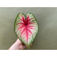 Caladium white Queen
