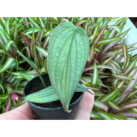 Philodendron Burle Marx Fantasy selten