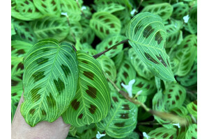 Maranta Light Veins Ableger