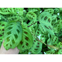 Maranta Light Veins Ableger
