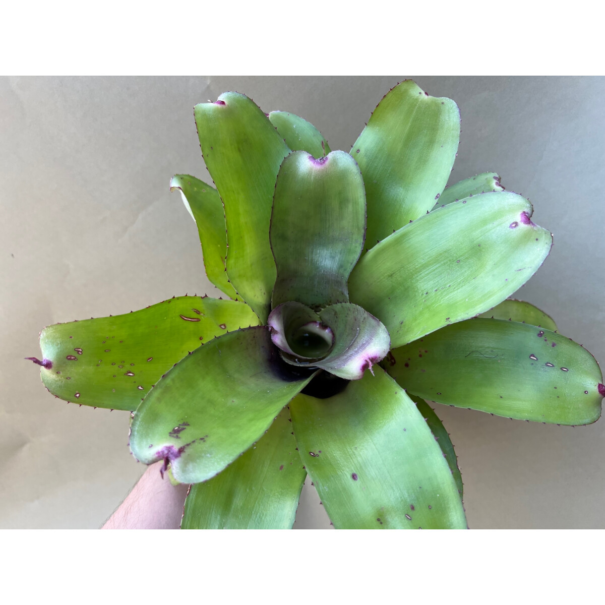 Neoregelia hannibal green
