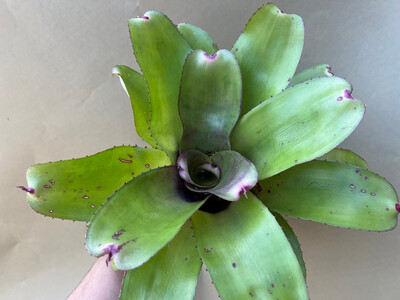 Neoregelia hannibal green