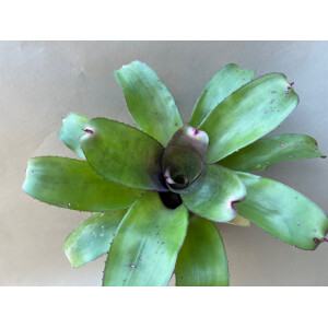 Neoregelia hannibal green