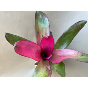 Neoregelia Pink Illusion