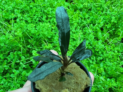 Bucephalandra alamanda