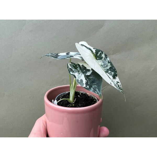 Alocasia Frydek Variegata S