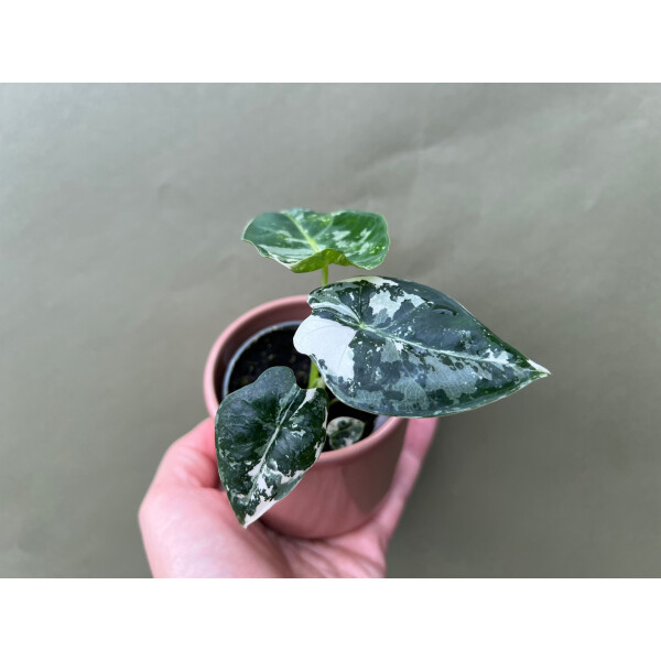 Alocasia Frydek Variegata, 149,00