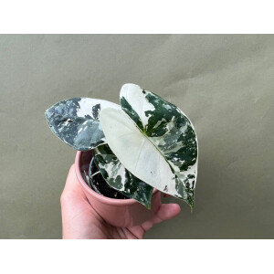 Alocasia Frydek Variegata S
