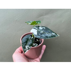 Alocasia Frydek Variegata S