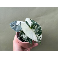 Alocasia Frydek Variegata S