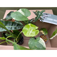 Bens Rare & Surprise Sad PLANTBOX