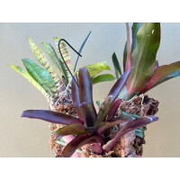 Angebot 3 Bromelien aufgebunden