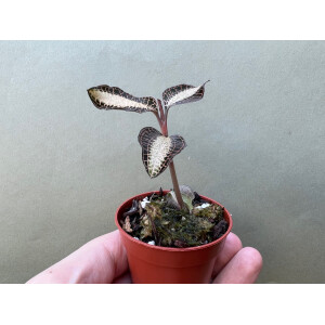 Anoectochilus roxburghii Cream Strip