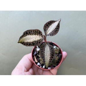 Anoectochilus roxburghii Cream Strip