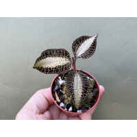 Anoectochilus roxburghii Cream Strip