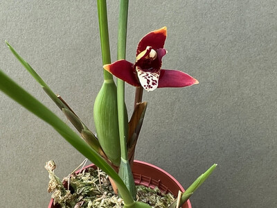 Maxillaria tenuifolia